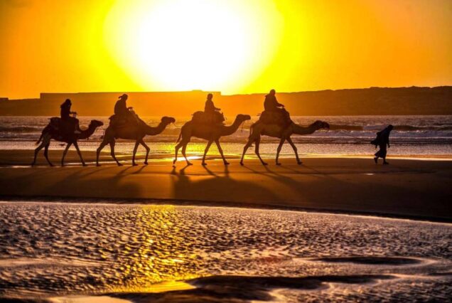 Camel ride during sunset in Taghazout, Morocco