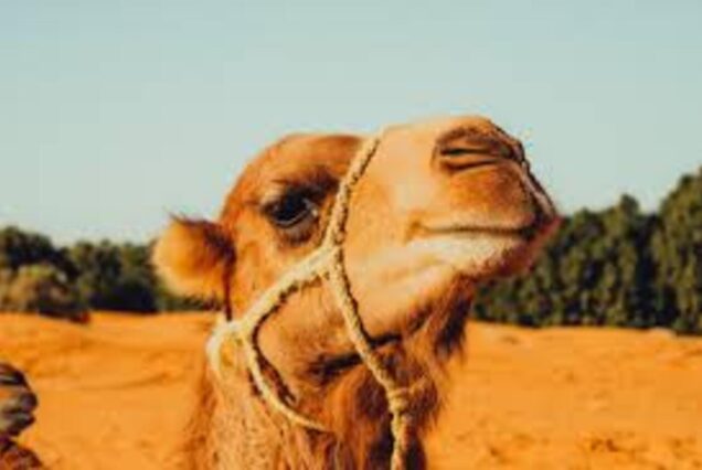 Camel ride during sunset in Taghazout, Morocco